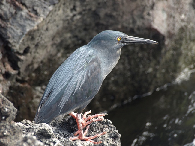 ../../Pictures/050210/087 Lava Heron.JPG